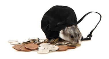 Best places to buy Hamster Coin: on the rise as it registers the most burned tokens in history