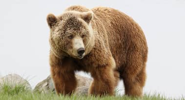 Peter Schiff maintains bearish stance on Bitcoin, Michael Saylor says it offers 'hope'