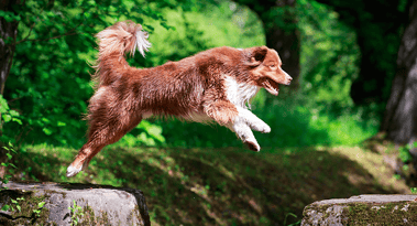 Dogwifhat (WIF) struggles to reclaim $3 amid meme coin resurgence