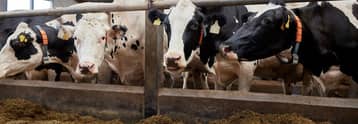 Goldman Sachs has a grim prognosis for livestock