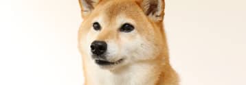Where to buy Akita Inu coin: today's hottest cryptocurrency