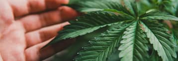 Varför skjuter Aurora Cannabis-aktien i höjden idag och kommer den att hålla?