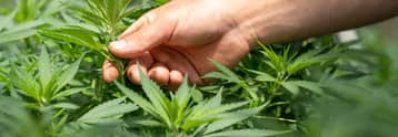 Tilray aandeel: waarom optiegegevens naar beneden neigen ondanks solide Q1 winst