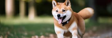 Próximos lanzamientos de Shiba Inu diseñados para mejorar las ofertas y funcionalidades