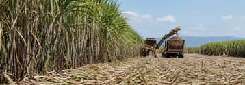 Sugar price analysis rebounds as biofuel demand surges