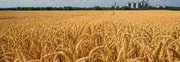 Here’s why wheat prices are soaring this year