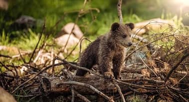 Goldman Sachs strategists: Expect a “baby bear” market in bonds next year