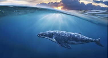 Another whale moves hundreds of millions in BTC for an extremely low fee