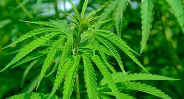 Medical cannabis market to be unlocked by UK leading oncologist