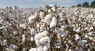 Deciding Whether to Buy Cotton This Month: The Chinese Factors