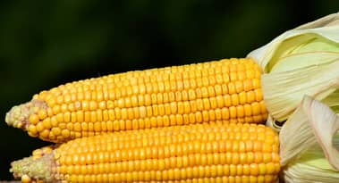 Should You Invest in Corn in 2020? A Look at the Different Factors