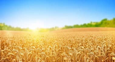 The price of wheat may be about to go up in 2020