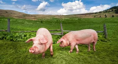 Viehzüchter in ernster Notlage; USDA überdenkt Hilfe