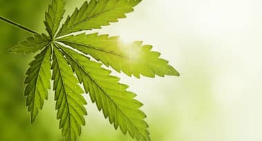 Aurora Cannabis reports £20.42 million of adjusted EBITDA loss in Q4