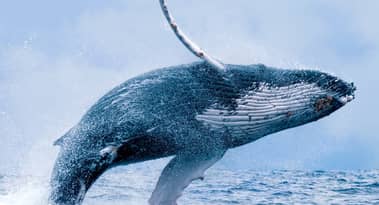 La ballena de Bitcoin sacude el mercado, mueve el 0,5% del total de BTC