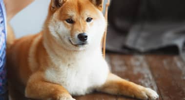 Muore Kabosu, l'iconico cane Shiba Inu che ha ispirato Dogecoin