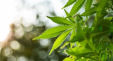 Canopy Growth tanks on Q4 results: ‘achieving profitability is critical’