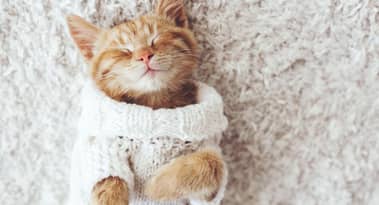 Pets at Home ha acquisito The Vet Connection per £15 milioni