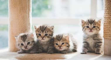 Le chiffre d'affaires de Pets at Home grimpe de 5,1 % au S1