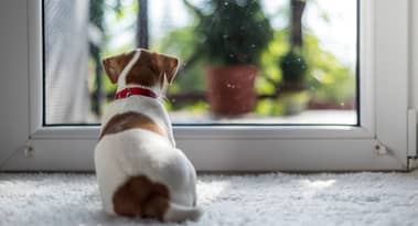Linnaeus Group achète cinq cabinets vétérinaires à Pets at Home pour 100 millions £