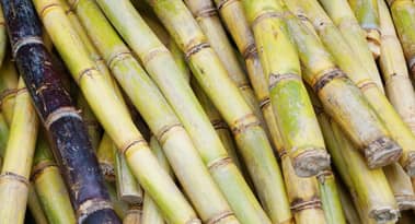 Rising global production set to keep sugar prices subdued