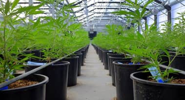 Ska jag investera i Sundial Growers-aktier?