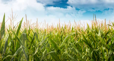 Corn Price at an 8-year High Amid China’s High Appetite for Grains