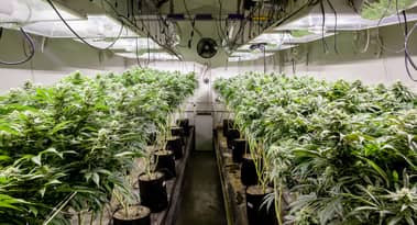 Technicorum Holdings kondigt lancering van cannabistoken CanCoin aan
