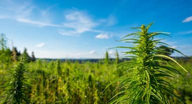 3 faits saillants du rapport du quatrième trimestre de Canopy Growth