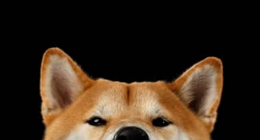 Is the Shiba Inu meme coin worth your investment?