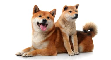 Baby Doge Coin: wat het is en waar het te koop is