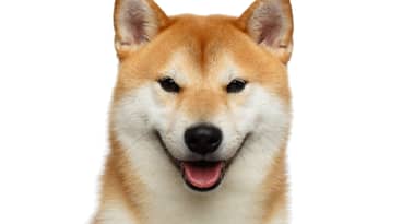 Beste Plattformen zum Kauf von Sanshu Inu Coin online: der nächste Dogecoin?
