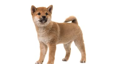 Als u vandaag één crypto koopt, maak het Baby Doge Coin
