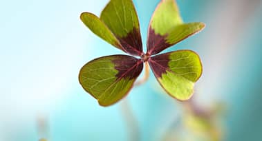 Clover Health Investments steigt im Wert: Hier können Sie heute CLOV-Aktien kaufen