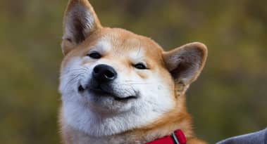 Dois-je acheter du Baby Doge Coin après le tweet d'Elon Musk ? Voici notre prévision de prix.