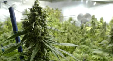 Cannabis stocks trade lower despite encouraging progress from Washington