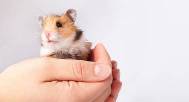 Dónde comprar la moneda Hamster: los mejores lugares para intercambiar tokens HAM