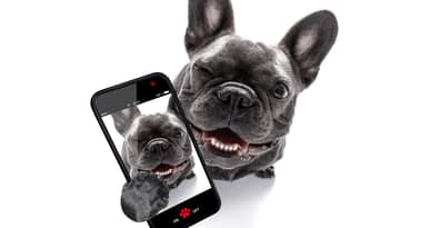 Die besten Plattformen zum Kauf von DPET Tokens: My DeFi Pet steigt um 60%