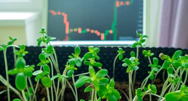 Tilray stock price predictions for August 2021 after Q4 revenue miss