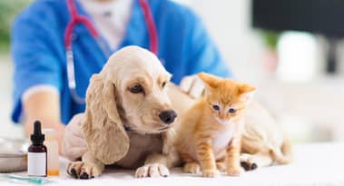 Zoetis CEO on Q2 results: “trends in companion animal are durable”
