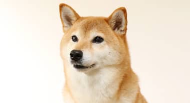 Dónde comprar la moneda Akita Inu: la criptomoneda más popular de hoy
