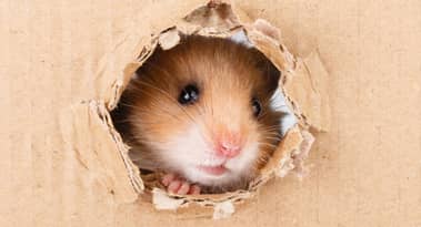 Hamster price is up 66% on Thursday: a closer look at HAM coin