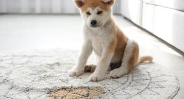 FLOKI (INU): Wie wird die Notierung bei Huobi Global den Token beeinflussen?