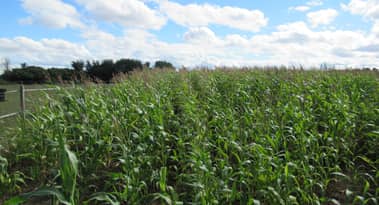 Corn prices could plunge by 18% if this happens