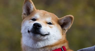 Is it safe to buy Dogecoin and Shiba Inu-inspired Altcoins PRINCEFLOKI, BABYFLOKI and DOGEDASH?