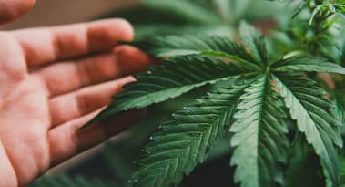 Dlaczego akcje Aurora Cannabis rosną dziś w górę i czy to potrwa?