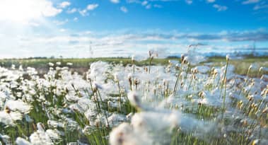 Cotton stocks set to rise: USDA data shows 5.4 million bales surge in supply in 2024-25