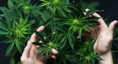 ¿Qué es una mejor compra? Acciones de Cronos Group o Sundial Growers