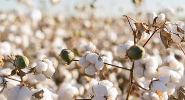 Cotton price analysis as volatility retreats to 2021 lows