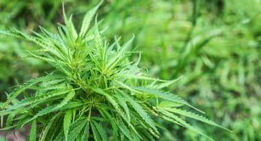Sundial Growers stock prediction as shares spike 20% on share buyback announcement